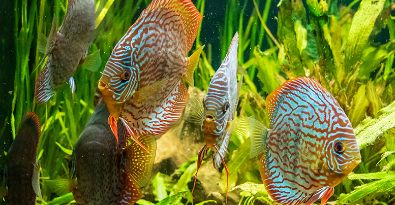Почему зеленеет вода в аквариуме, как бороться с налетом на стенках и мутью